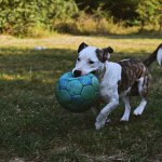Собака и футбольный мяч